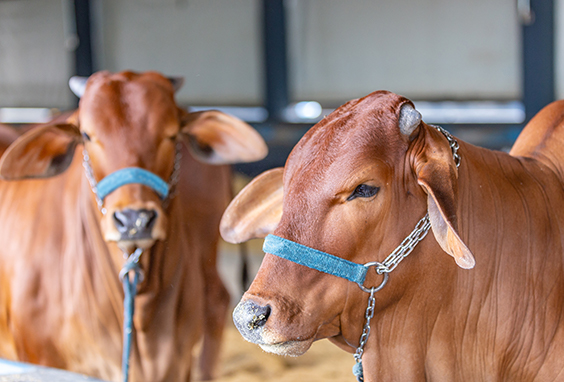 Imagem Frigorífico Imagem Boi